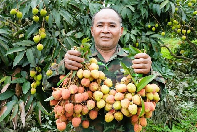 Vải thiều sớm 'được chất' trong năm mất mùa Vải thiều sớm 'được chất' trong năm mất mùa