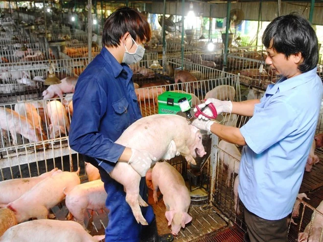 Việt Nam chủ động ngăn chặn, phòng chống khi dịch lở mồm long móng SAT1 lan rộng toàn cầu Việt Nam chủ động ngăn chặn, phòng chống khi dịch lở mồm long móng SAT1 lan rộng toàn cầu