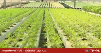 Việt Nam sắp có thêm tiêu chuẩn rau an toàn