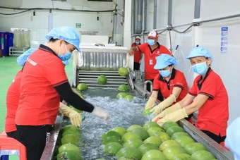 Việt Nam – Trung Quốc ký Nghị định thư, mở cửa xuất khẩu bưởi và chanh