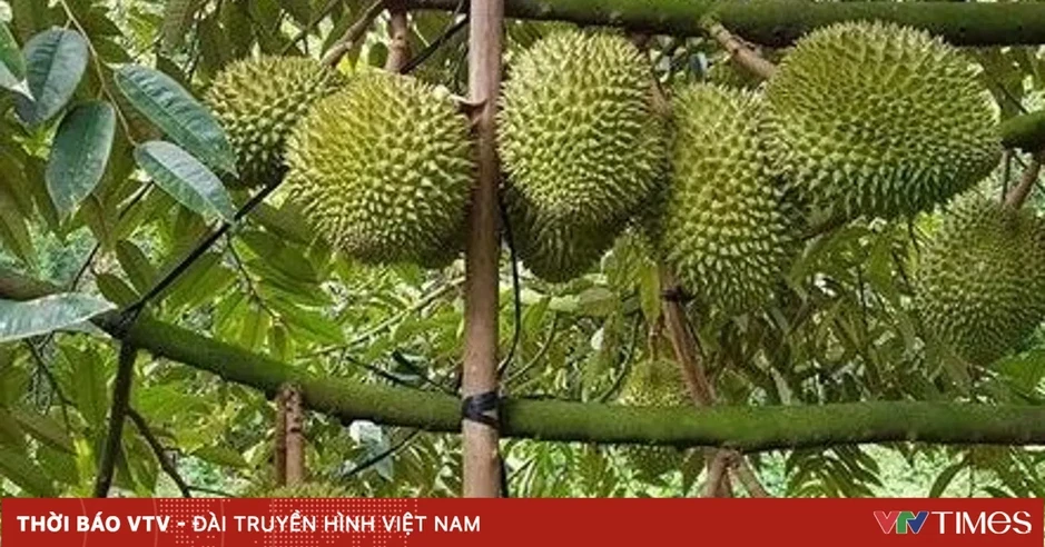 Việt - Trung tăng cường hợp tác chuỗi sầu riêng Việt - Trung tăng cường hợp tác chuỗi sầu riêng