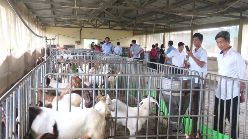 Vĩnh Long bàn giải pháp phát triển chăn nuôi dê bền vững Vĩnh Long bàn giải pháp phát triển chăn nuôi dê bền vững