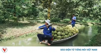 Vĩnh Long đẩy mạnh sản xuất sầu riêng đạt chuẩn hướng tới xuất khẩu bền vững