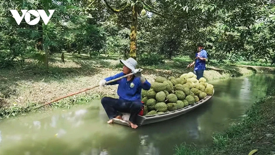 Vĩnh Long đẩy mạnh sản xuất sầu riêng đạt chuẩn hướng tới xuất khẩu bền vững Vĩnh Long đẩy mạnh sản xuất sầu riêng đạt chuẩn hướng tới xuất khẩu bền vững