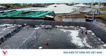 Vĩnh Long phát triển nuôi tôm công nghệ cao, hướng tới vùng nguyên liệu xuất khẩu