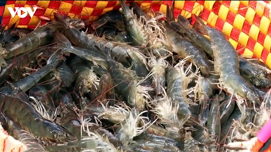 Vĩnh Long phát triển nuôi tôm công nghệ cao, hướng tới vùng nguyên liệu xuất khẩu Vĩnh Long phát triển nuôi tôm công nghệ cao, hướng tới vùng nguyên liệu xuất khẩu