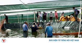 Vĩnh Long tập trung phát triển nuôi tôm theo hướng hiện đại, bền vững