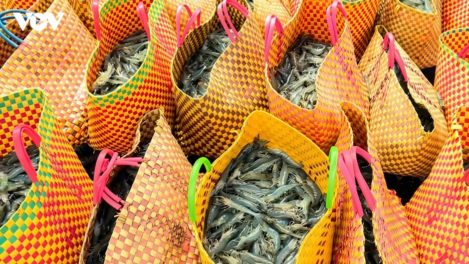 Vĩnh Long tập trung phát triển nuôi tôm theo hướng hiện đại, bền vững Vĩnh Long tập trung phát triển nuôi tôm theo hướng hiện đại, bền vững
