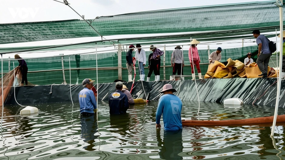 Vĩnh Long tập trung phát triển nuôi tôm theo hướng hiện đại, bền vững Vĩnh Long tập trung phát triển nuôi tôm theo hướng hiện đại, bền vững