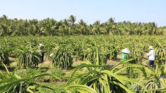 Vĩnh Long trồng thanh long VietGAP xuất khẩu