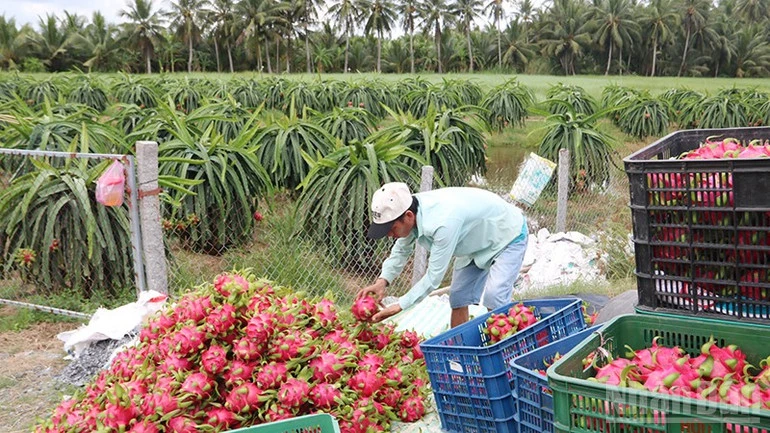 Vĩnh Long trồng thanh long VietGAP xuất khẩu Vĩnh Long trồng thanh long VietGAP xuất khẩu