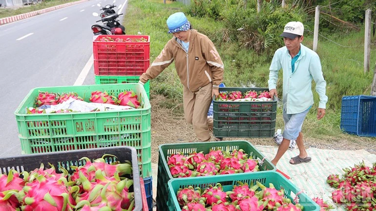 Vĩnh Long trồng thanh long VietGAP xuất khẩu Vĩnh Long trồng thanh long VietGAP xuất khẩu