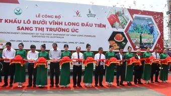 Vĩnh Long: Xuất khẩu lô bưởi da xanh đầu tiên sang thị trường Australia