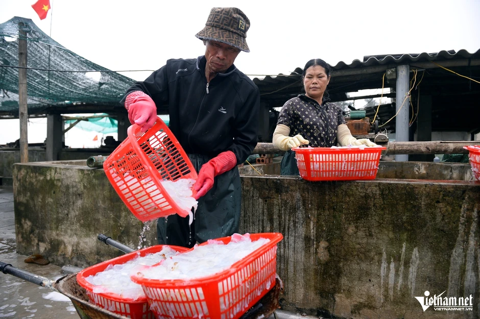 Vớt loài nổi trên biển ăn sần sật, ngư dân ở Thanh Hóa kiếm tiền triệu mỗi ngày Vớt loài nổi trên biển ăn sần sật, ngư dân ở Thanh Hóa kiếm tiền triệu mỗi ngày