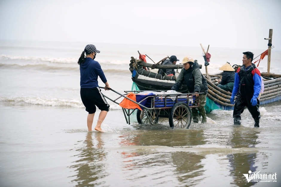 Vớt loài nổi trên biển ăn sần sật, ngư dân ở Thanh Hóa kiếm tiền triệu mỗi ngày Vớt loài nổi trên biển ăn sần sật, ngư dân ở Thanh Hóa kiếm tiền triệu mỗi ngày