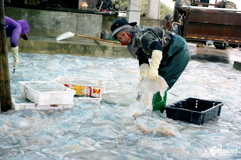 Vớt loài nổi trên biển ăn sần sật, ngư dân ở Thanh Hóa kiếm tiền triệu mỗi ngày Vớt loài nổi trên biển ăn sần sật, ngư dân ở Thanh Hóa kiếm tiền triệu mỗi ngày