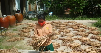 Vớt lục bình phơi khô, nông dân Đồng Tháp tăng thu nhập