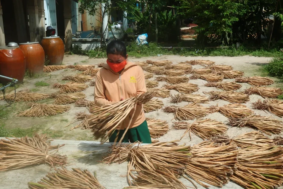 Vớt lục bình phơi khô, nông dân Đồng Tháp tăng thu nhập Vớt lục bình phơi khô, nông dân Đồng Tháp tăng thu nhập