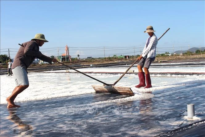 Vụ muối ở Lâm Đồng kéo dài, giá tăng Vụ muối ở Lâm Đồng kéo dài, giá tăng