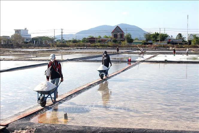 Vụ muối ở Lâm Đồng kéo dài, giá tăng Vụ muối ở Lâm Đồng kéo dài, giá tăng