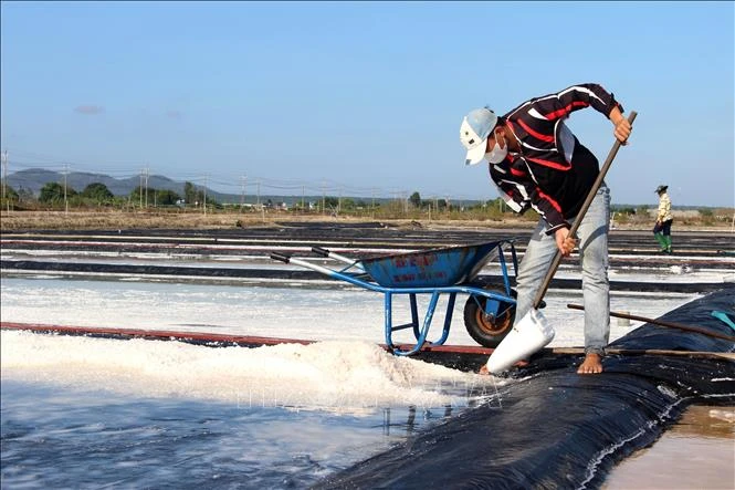 Vụ muối ở Lâm Đồng kéo dài, giá tăng Vụ muối ở Lâm Đồng kéo dài, giá tăng