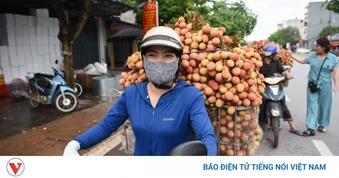 Vụ vải thiều sớm giảm sản lượng nhưng nông dân Bắc Ninh phấn khởi vì giá cao