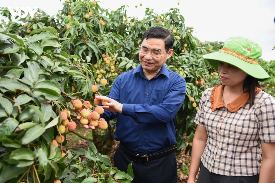 Vụ vải thiều sớm giảm sản lượng nhưng nông dân Bắc Ninh phấn khởi vì giá cao Vụ vải thiều sớm giảm sản lượng nhưng nông dân Bắc Ninh phấn khởi vì giá cao