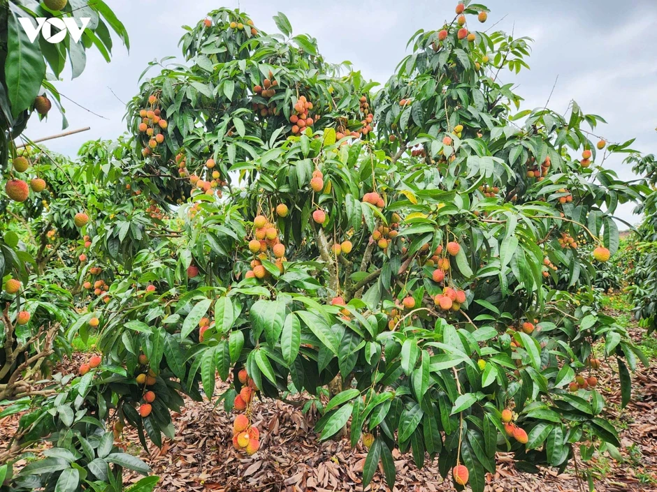Vụ vải thiều sớm giảm sản lượng nhưng nông dân Bắc Ninh phấn khởi vì giá cao Vụ vải thiều sớm giảm sản lượng nhưng nông dân Bắc Ninh phấn khởi vì giá cao