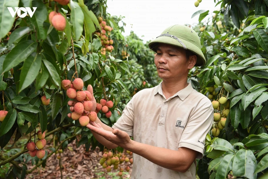 Vụ vải thiều sớm giảm sản lượng nhưng nông dân Bắc Ninh phấn khởi vì giá cao Vụ vải thiều sớm giảm sản lượng nhưng nông dân Bắc Ninh phấn khởi vì giá cao