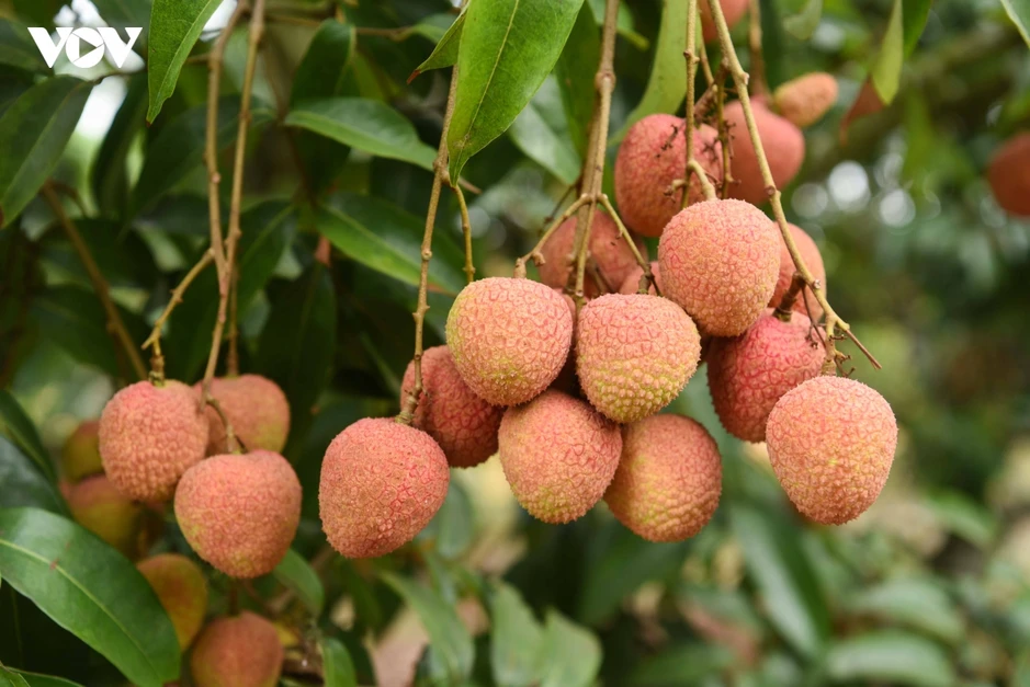 Vụ vải thiều sớm giảm sản lượng nhưng nông dân Bắc Ninh phấn khởi vì giá cao Vụ vải thiều sớm giảm sản lượng nhưng nông dân Bắc Ninh phấn khởi vì giá cao