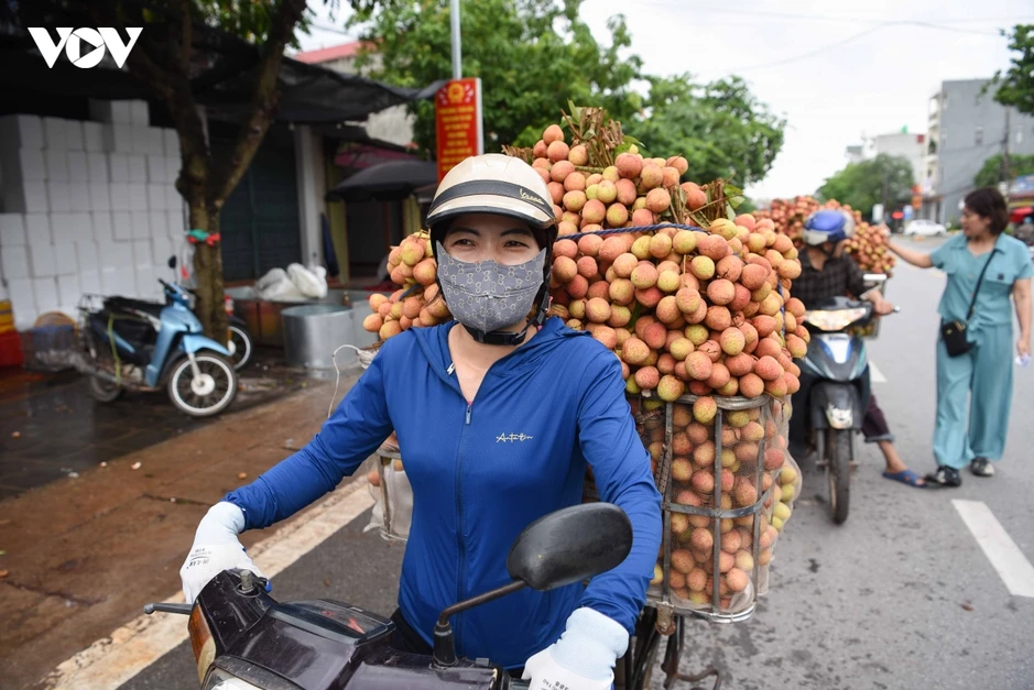 Vụ vải thiều sớm giảm sản lượng nhưng nông dân Bắc Ninh phấn khởi vì giá cao Vụ vải thiều sớm giảm sản lượng nhưng nông dân Bắc Ninh phấn khởi vì giá cao