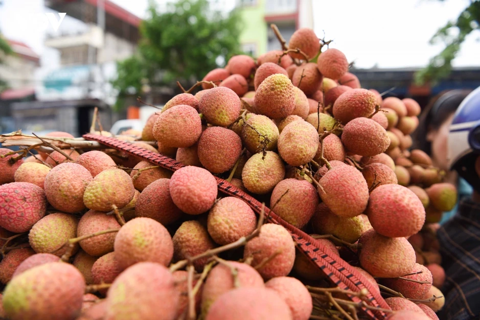 Vụ vải thiều sớm giảm sản lượng nhưng nông dân Bắc Ninh phấn khởi vì giá cao Vụ vải thiều sớm giảm sản lượng nhưng nông dân Bắc Ninh phấn khởi vì giá cao
