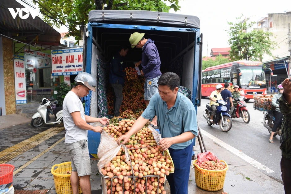 Vụ vải thiều sớm giảm sản lượng nhưng nông dân Bắc Ninh phấn khởi vì giá cao Vụ vải thiều sớm giảm sản lượng nhưng nông dân Bắc Ninh phấn khởi vì giá cao
