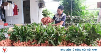 Vụ vải thu hơn 9.000 tỷ đồng, người trồng ở Bắc Ninh bắt tay chuẩn bị vụ mới