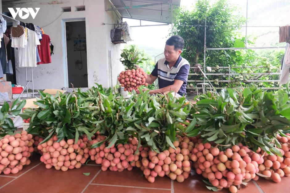 Vụ vải thu hơn 9.000 tỷ đồng, người trồng ở Bắc Ninh bắt tay chuẩn bị vụ mới Vụ vải thu hơn 9.000 tỷ đồng, người trồng ở Bắc Ninh bắt tay chuẩn bị vụ mới