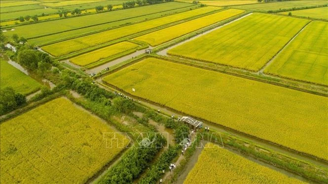 Vùng căn cứ cách mạng bứt phá từ mô hình tôm - lúa Vùng căn cứ cách mạng bứt phá từ mô hình tôm - lúa