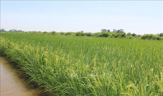 Vùng căn cứ cách mạng bứt phá từ mô hình tôm - lúa Vùng căn cứ cách mạng bứt phá từ mô hình tôm - lúa