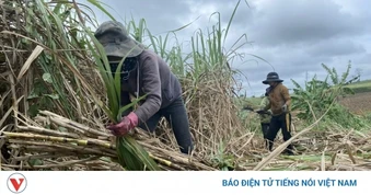 Vùng mía Đông Đắk Lắk nguy cơ trễ vụ thu hoạch vì khó tìm nhân công
