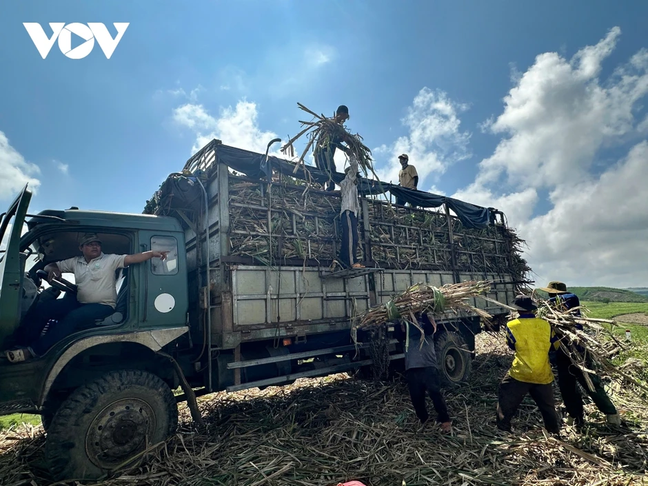 Vùng mía Đông Đắk Lắk nguy cơ trễ vụ thu hoạch vì khó tìm nhân công Vùng mía Đông Đắk Lắk nguy cơ trễ vụ thu hoạch vì khó tìm nhân công