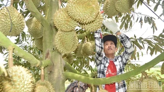 Vùng nguyên liệu có tổ chức - lối ra cho nông sản Việt