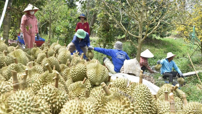 Vùng nguyên liệu có tổ chức - lối ra cho nông sản Việt Vùng nguyên liệu có tổ chức - lối ra cho nông sản Việt