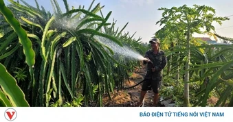 Vườn thanh long tại Đồng Tháp xanh tốt, năng suất cao trong mùa khô hạn