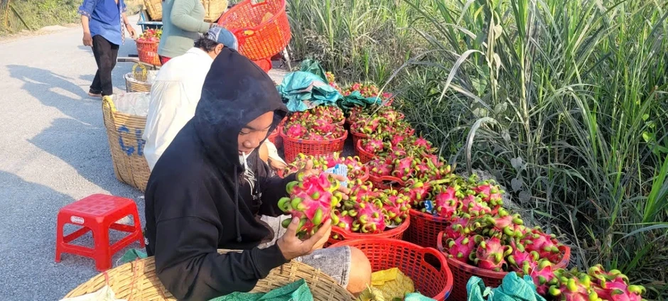 Vườn thanh long tại Đồng Tháp xanh tốt, năng suất cao trong mùa khô hạn Vườn thanh long tại Đồng Tháp xanh tốt, năng suất cao trong mùa khô hạn