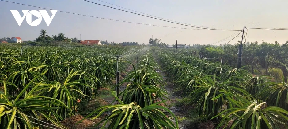 Vườn thanh long tại Đồng Tháp xanh tốt, năng suất cao trong mùa khô hạn Vườn thanh long tại Đồng Tháp xanh tốt, năng suất cao trong mùa khô hạn