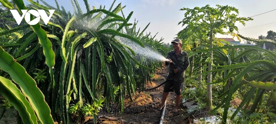 Vườn thanh long tại Đồng Tháp xanh tốt, năng suất cao trong mùa khô hạn Vườn thanh long tại Đồng Tháp xanh tốt, năng suất cao trong mùa khô hạn