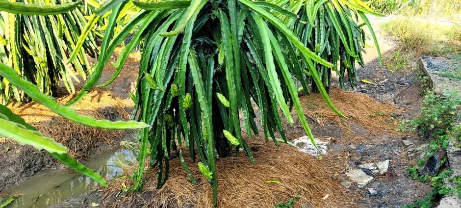 Vườn thanh long tại Đồng Tháp xanh tốt, năng suất cao trong mùa khô hạn Vườn thanh long tại Đồng Tháp xanh tốt, năng suất cao trong mùa khô hạn