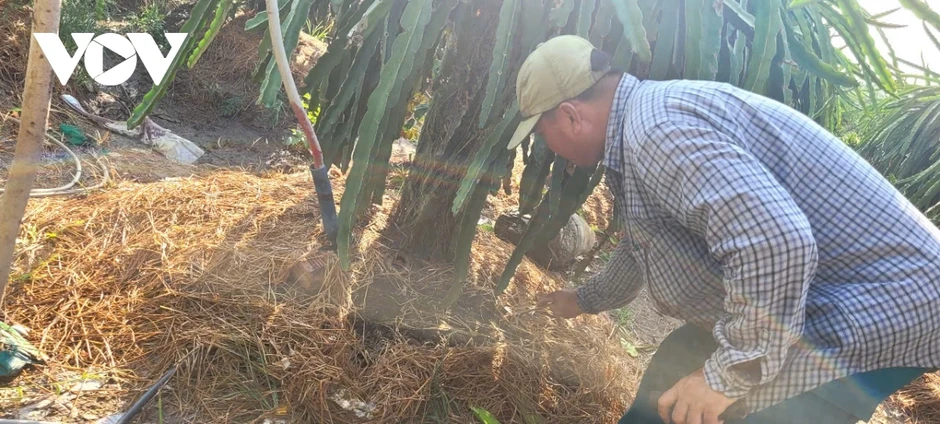 Vườn thanh long tại Đồng Tháp xanh tốt, năng suất cao trong mùa khô hạn Vườn thanh long tại Đồng Tháp xanh tốt, năng suất cao trong mùa khô hạn