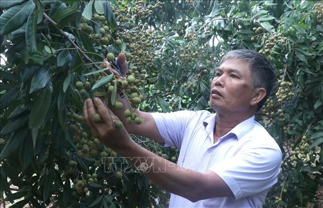Vượt bất lợi thời tiết, nhãn lồng Hưng Yên khẳng định thương hiệu Vượt bất lợi thời tiết, nhãn lồng Hưng Yên khẳng định thương hiệu