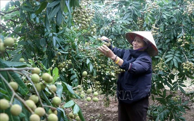 Vượt bất lợi thời tiết, nhãn lồng Hưng Yên khẳng định thương hiệu Vượt bất lợi thời tiết, nhãn lồng Hưng Yên khẳng định thương hiệu
