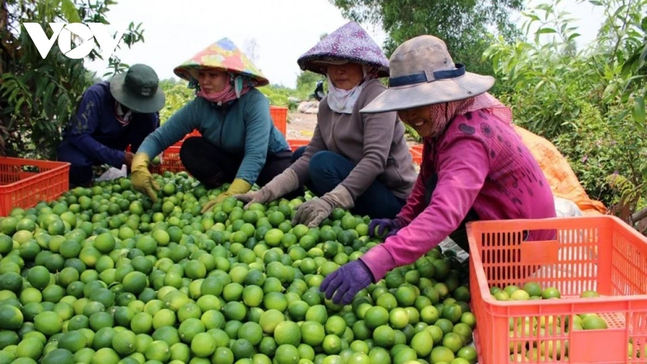 Vượt mốc 2 tỷ USD, xuất khẩu rau quả tăng 22% so với cùng kỳ Vượt mốc 2 tỷ USD, xuất khẩu rau quả tăng 22% so với cùng kỳ